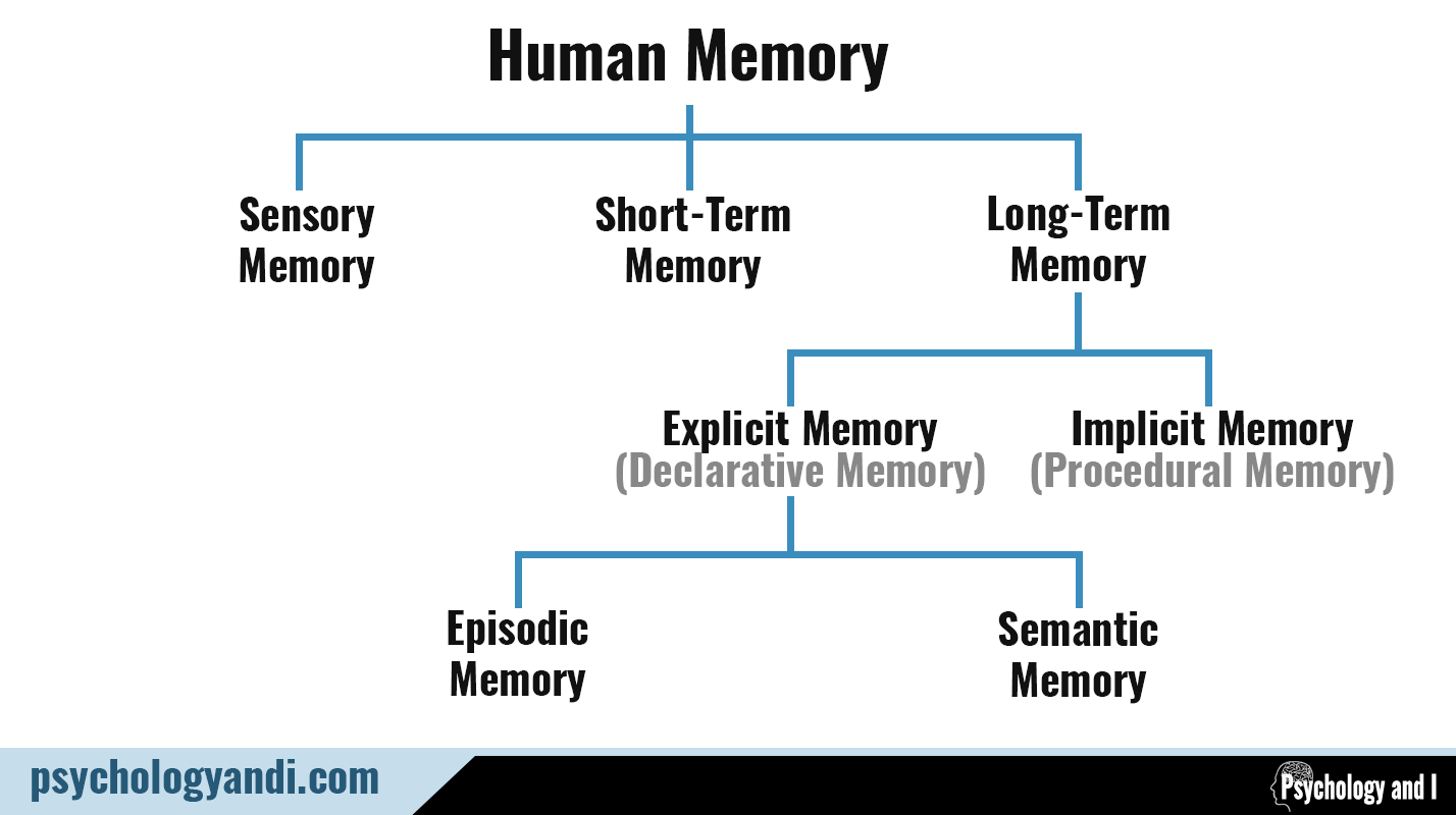 Types Of Memory In Psychology  Why They Matter